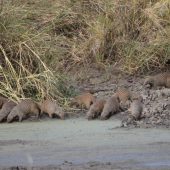  Lake Manyara, TZ